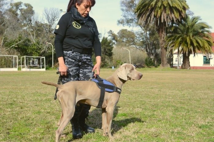 San Fernando inaugurará la nueva Plaza “Bruno” junto al Centro de Atención Animal